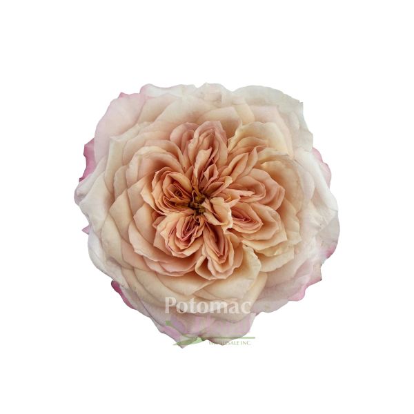 Rose　美月Ｓ SPRAY ROSE LOVELY LYDIA - FMI Farms